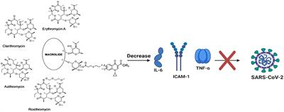 Management of SARS-CoV-2 Infection: Key Focus in Macrolides Efficacy for COVID-19